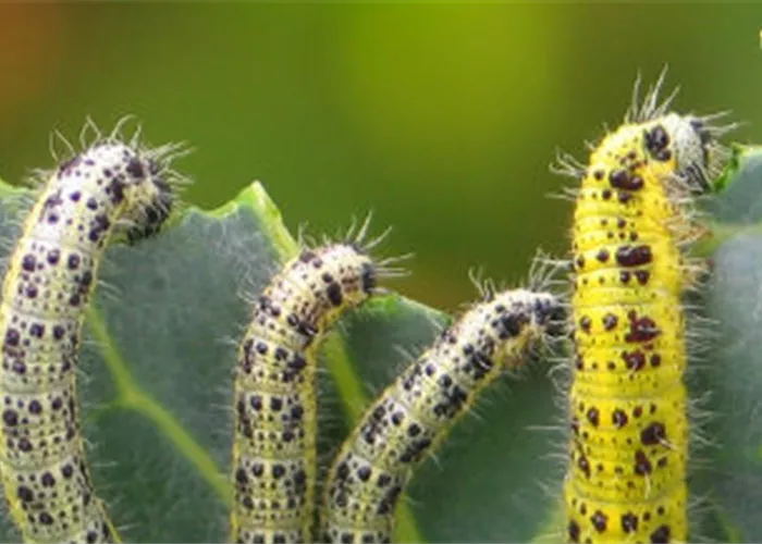 BAYER Garten BAYER Garten