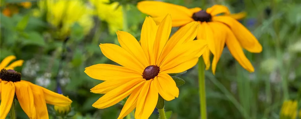 Rudbeckia hirta