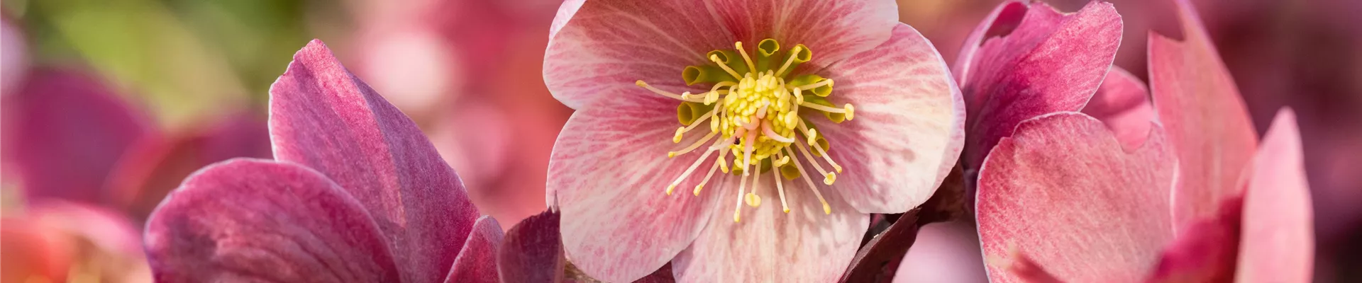 Helleborus Hybride 'HGC® Pink Frost' Helleborus Hybride 'HGC® Pink Frost'