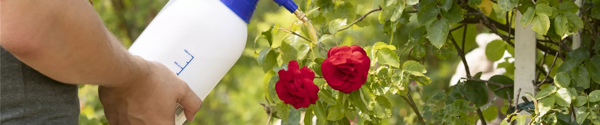 Pflanzenschutzmittel auf Rosen sprühen Pflanzenschutzmittel auf Rosen sprühen