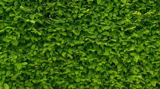 intensely-green-hornbeam-wallpaper-gb62586e2d_1920.jpg