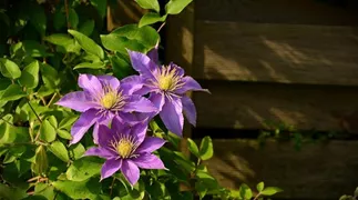 clematis-g0ba9ac373_1920.jpg